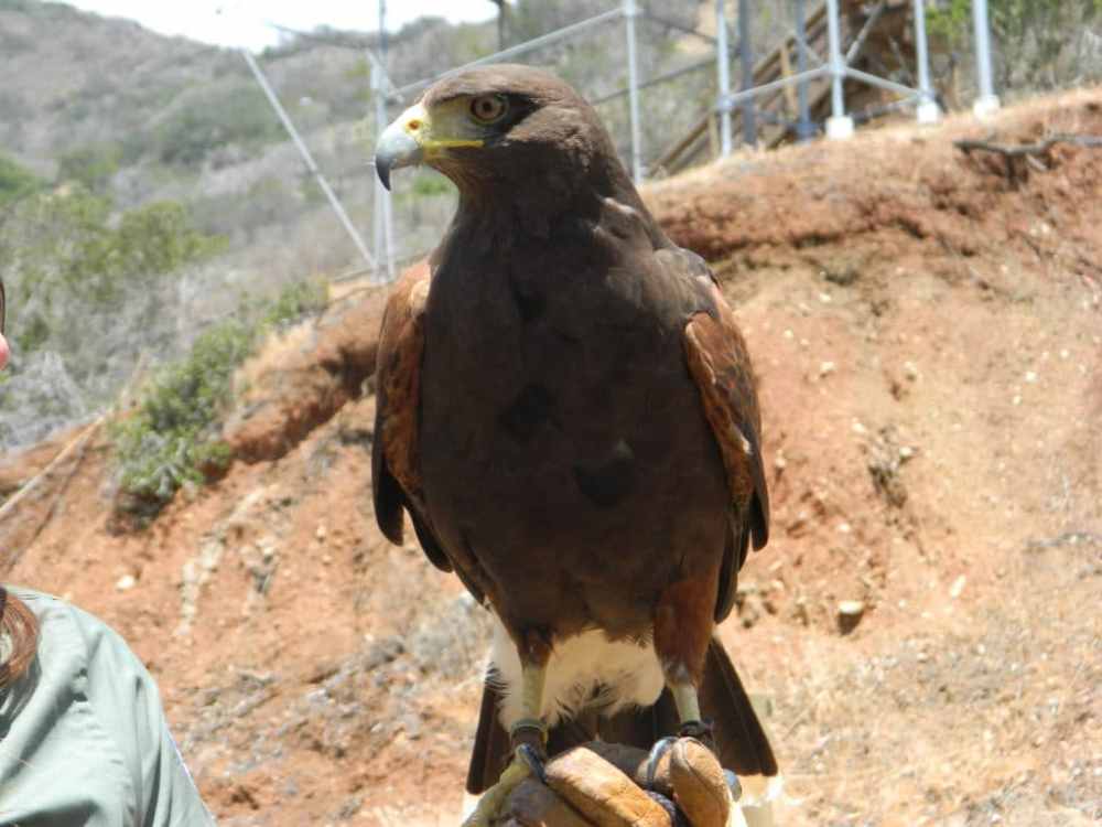 a bird standing on the side of a mountain