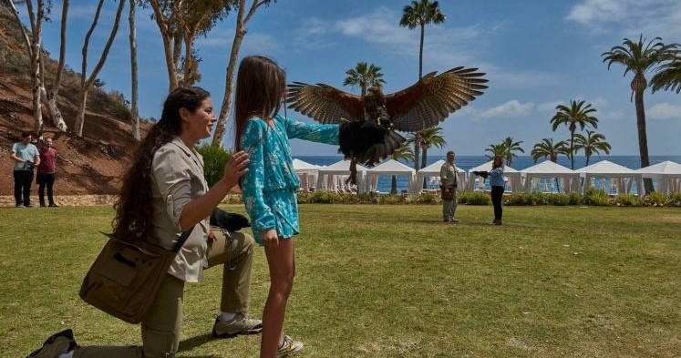 a person flying a hawk in a park