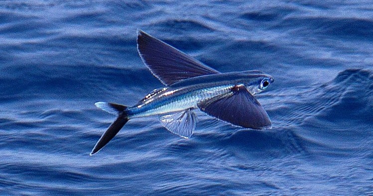 a fish flying over a body of water