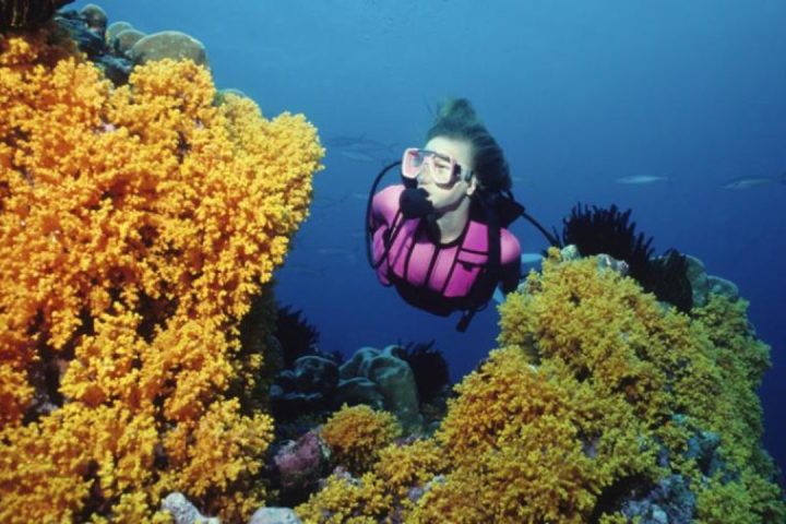 underwater view of a coral